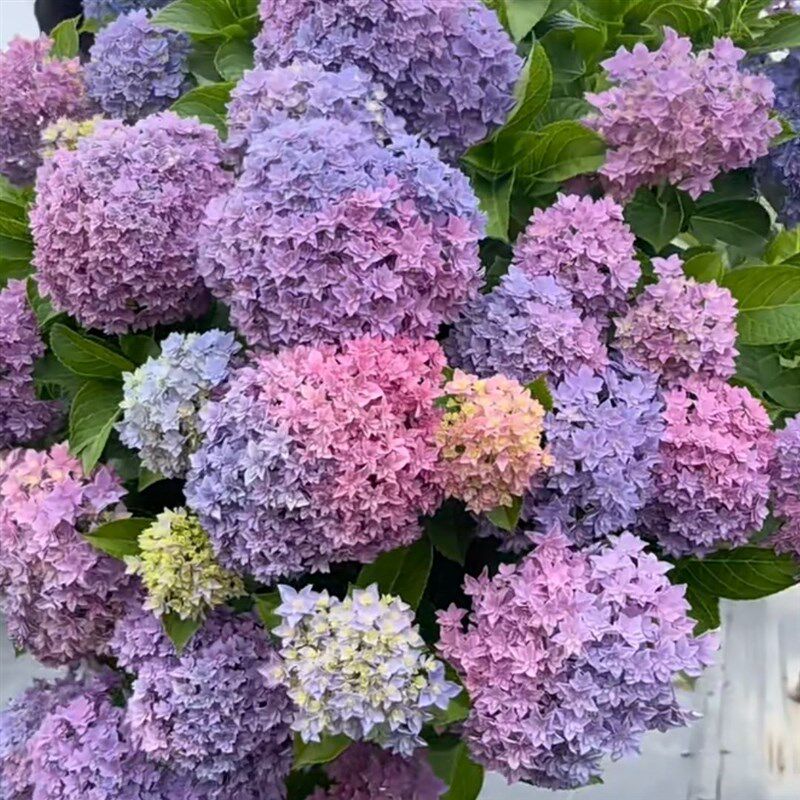 牵牛星太阳神殿花手鞠易多梦幻妖吻等品种绣球花盆栽(两棵包邮)