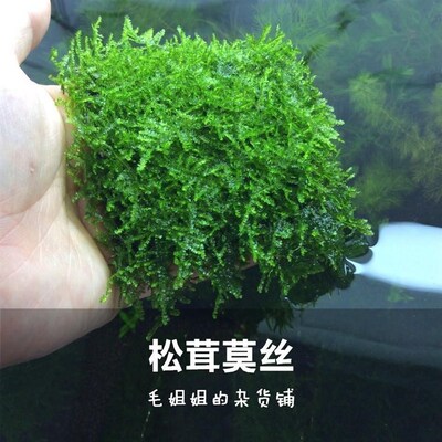 现货速发莫斯水草松茸三角火焰莫丝片摩丝MOSS鱼缸造景水族箱不锈