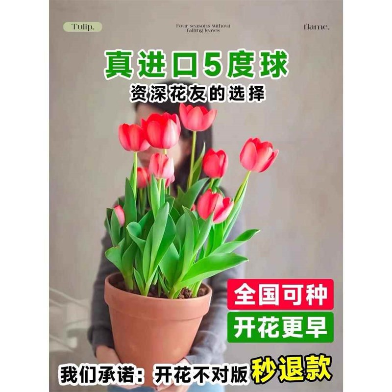 进口郁金香种球5度球水培植物荷兰大球带芽盆栽阳台庭院幼儿观察