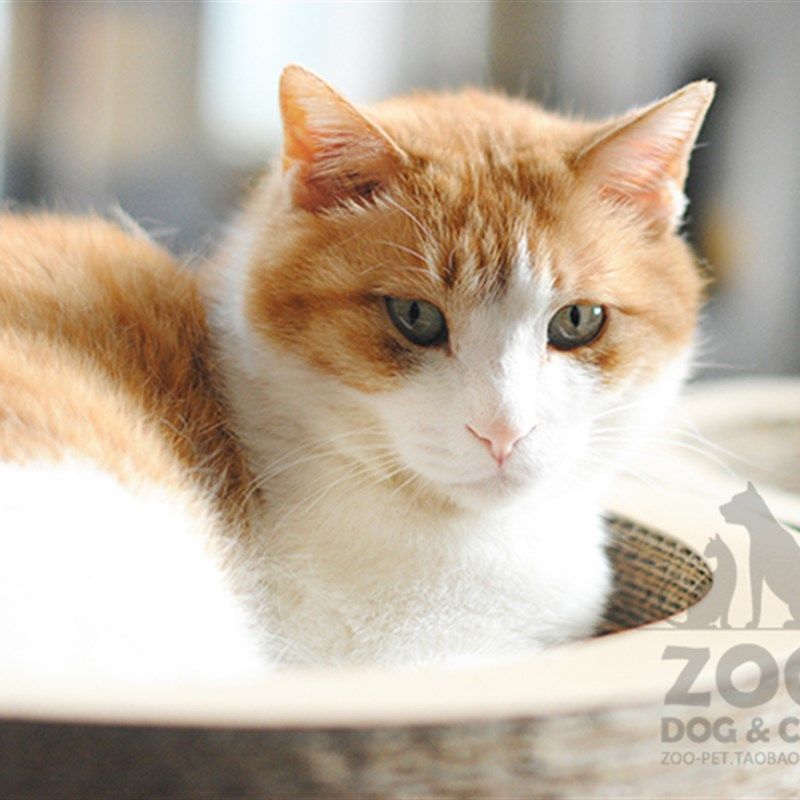 猫抓板猫爪板猫碗型猫窝猫咪玩具瓦楞纸磨爪器四季宠物沙发房子,宠物/宠物食品及用品,猫抓板,淘宝优惠券,粉丝福利购,淘宝优惠卷