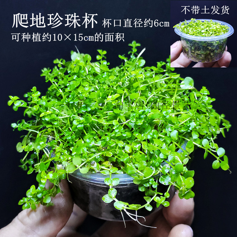 小众高货爬地矮珍珠大珍珠网片爬地盒前景水草阴性无菌杯鱼缸草缸