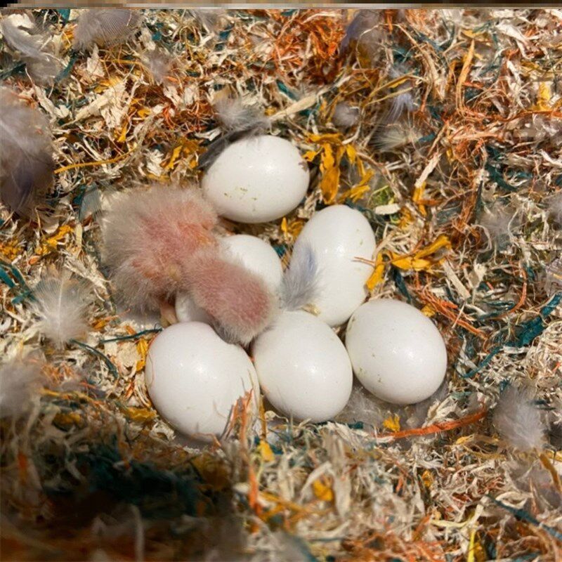 鹦鹉蛋鸟精可孵w化玄凤牡丹种蛋宠人工黄化虎皮可物受蛋高受精