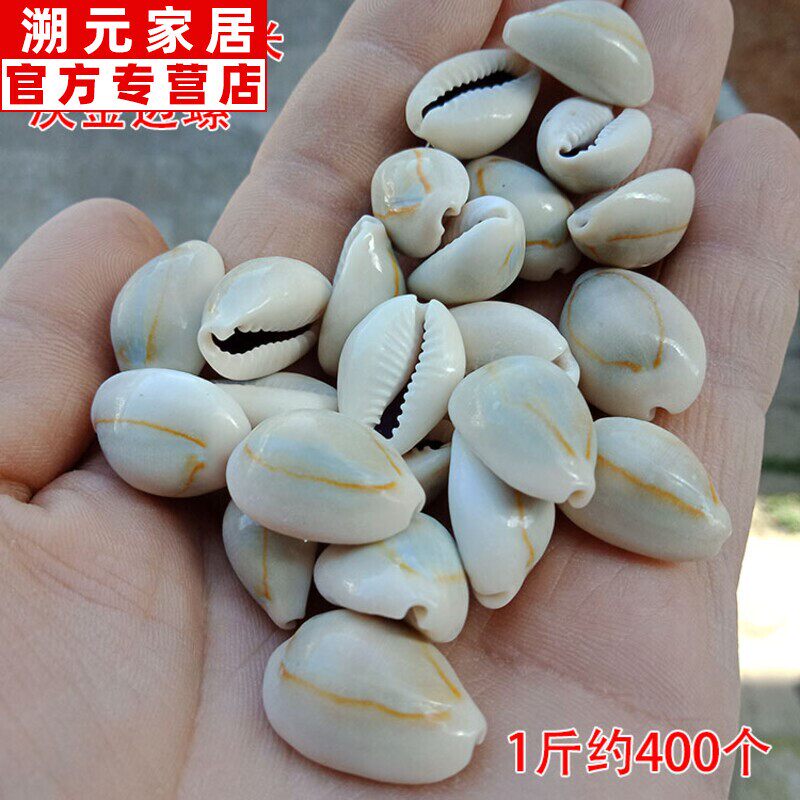 天然贝钱海螺 灰金边螺 壳贝 金贝边 地台鱼缸装饰diy手工配件