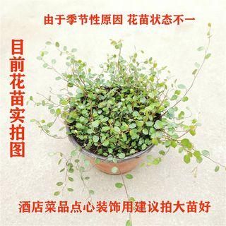 速发千叶吊兰盆栽四季常绿室内窗台吊篮植物常春藤净化空气吸甲醛