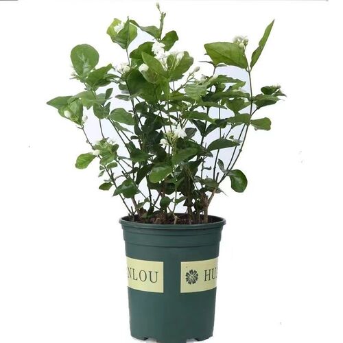 茉莉花盆栽重瓣绿植四季花苗香味室内外阳台庭院原土发货盆景净化