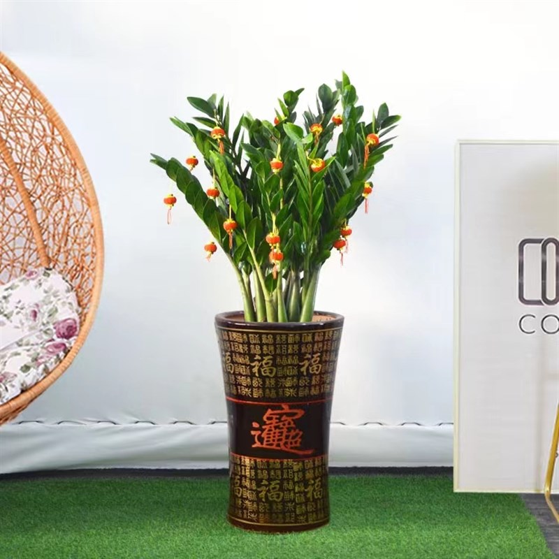 金钱树盆栽室内客厅办公室植物好养活招财大绿植花卉钱串子发财树