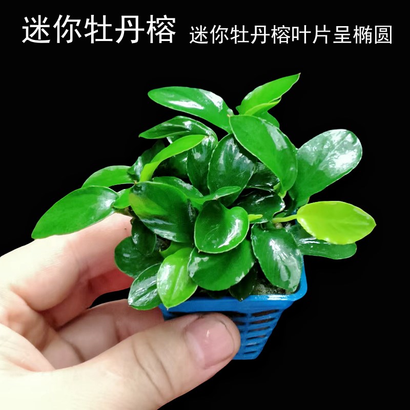 小众高货台湾迷你榕水草下缸不融叶迷你水榕黄金榕小榕日本榕鱼缸