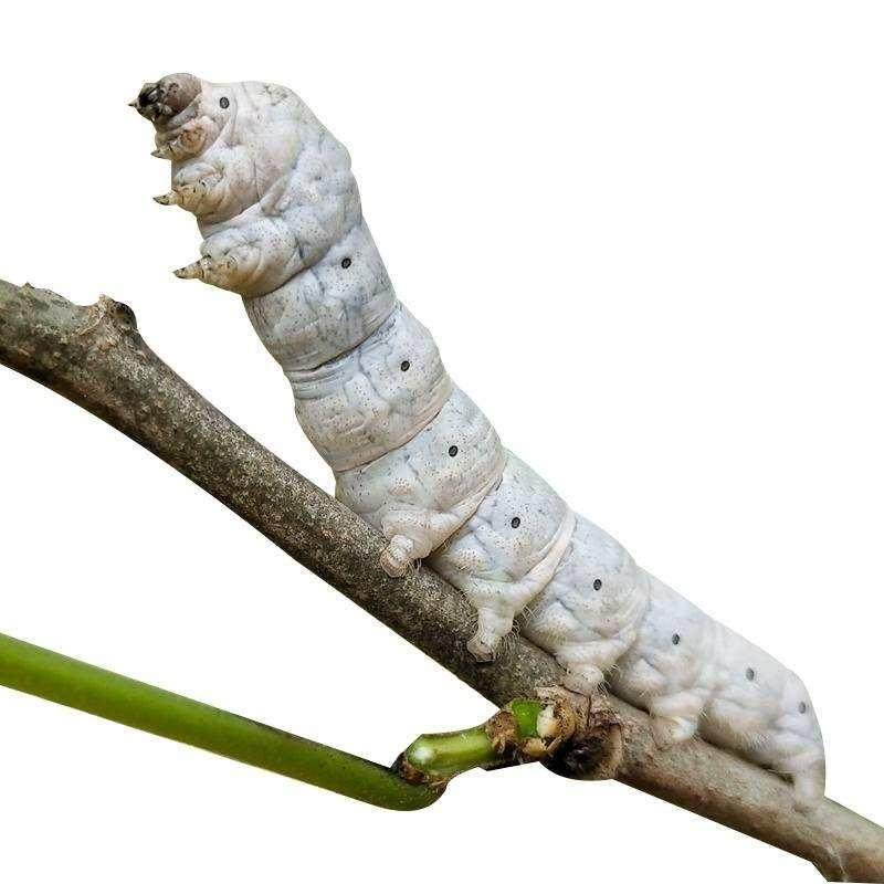 蚕宝宝学生养蚕套装专用工具齐全方格簇清洁网孵化盒子温度计鹅。