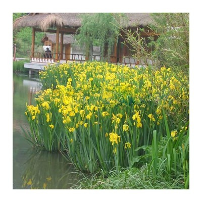 黄菖蒲黄花鸢尾水生花卉水鱼挺绿植物草塘池塘水化植物黄菖蒲苗