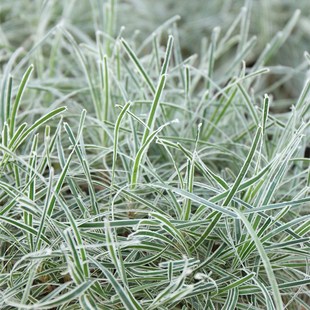 欣欣花园 冰晶草  观赏草宿根植物