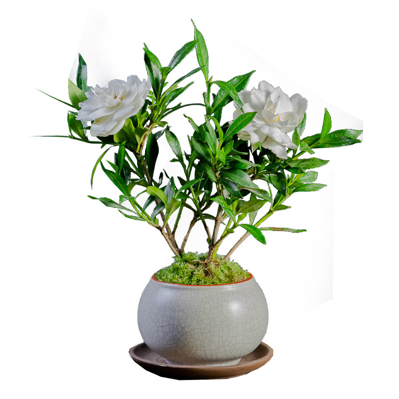 小叶栀子花四季盆栽植物室内好养办公室桌面带盆景花苞z开花小绿