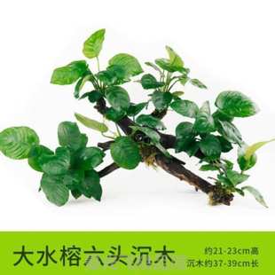 小叶榕绿色有茎类速成沉木水草水族箱小对叶淡水前景大叶榕 四季