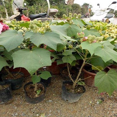 厂促木芙蓉芙蓉树变苗重芙瓣醉芙蓉花苗三醉蓉耐寒室内色外绿化当