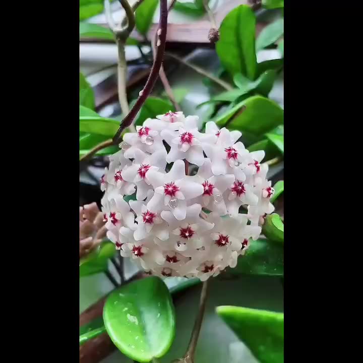 吊兰花卉b球兰花苗绿植盆栽花期带花室内阳台盆栽爬藤花攀援植物