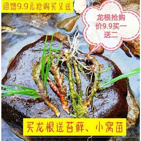 采摘石菖蒲养乌龟附石菖蒲盆景龙根菖蒲草菖蒲苗根水生水培植物根