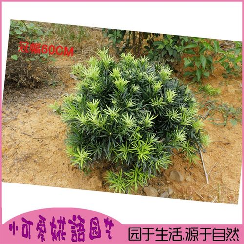 罗汉松球雀舌罗汉松树苗盆景小叶罗汉松造型圆叶珍珠别墅庭院绿化