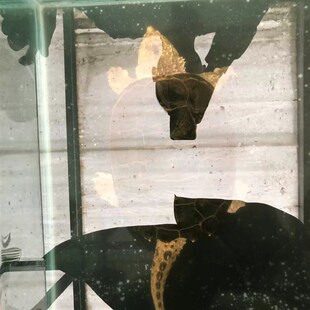 佛罗里达原种公【白龙】鳄龟活物爆刺王佛鳄龟大头蛤蟆脸小鳄龟苗