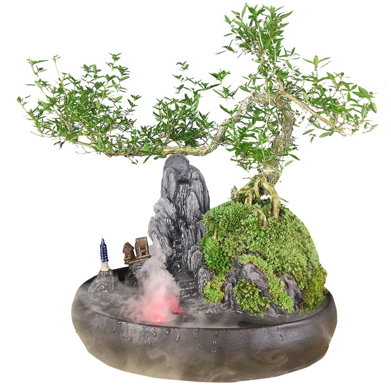 流水版盆景植物室内六月雪老树桩福建茶盆栽绿植山水假山客厅造景