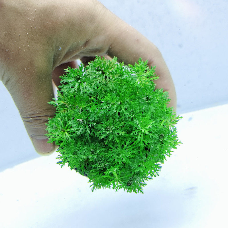 小宝塔坨草新手好养淡水水草植物鱼缸水草造景装饰热带鱼阴性水草