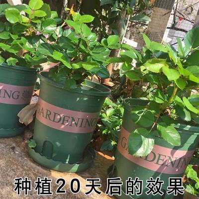 极速7年玫瑰花苗老桩空气清香四季开大花盆栽好养植物阳台庭院月