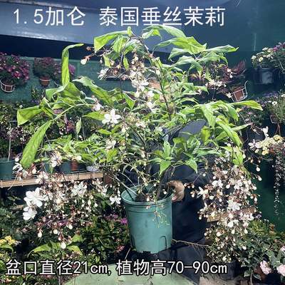 垂丝茉莉带花苞风车o茉莉大苗爬藤植物四季常青盆花四季开花垂吊