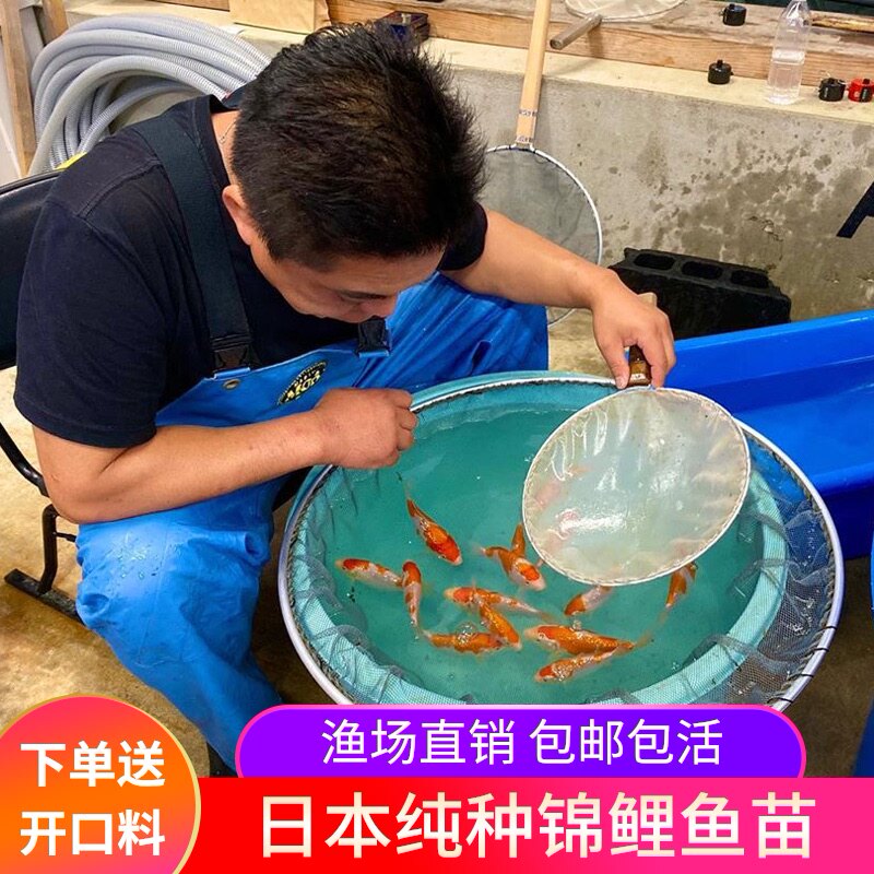 日本纯种进口红白昭和丹顶小锦鲤鱼苗活鱼白写金鱼观赏鱼幼苗水花