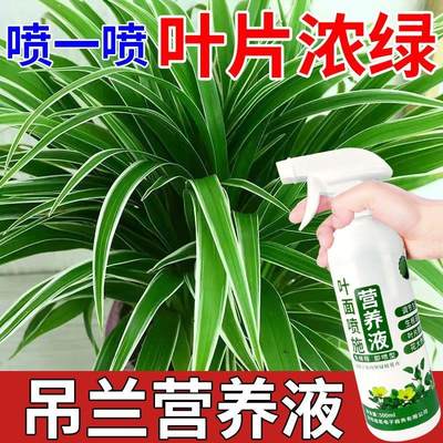 喜酸植物营养液吊兰营养液金边吊兰肥料发黄枯萎烂根催绿室内花草