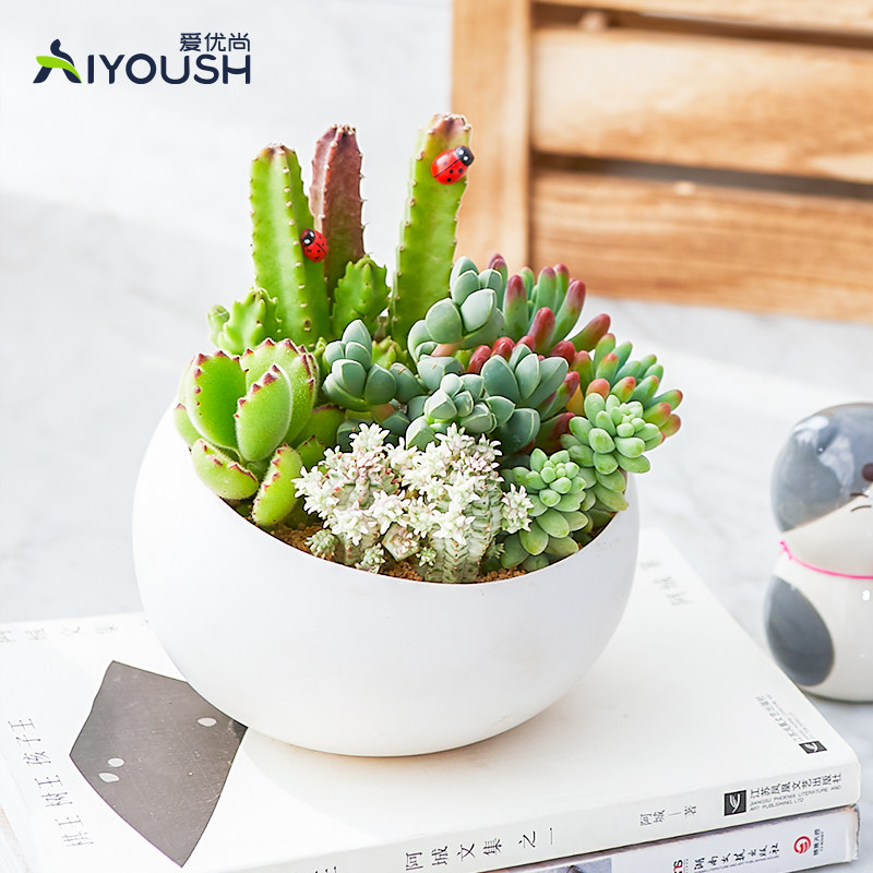 爱优尚多肉组合趣味桌面小植物摆B件可爱盆栽绿植客厅七夕情人节