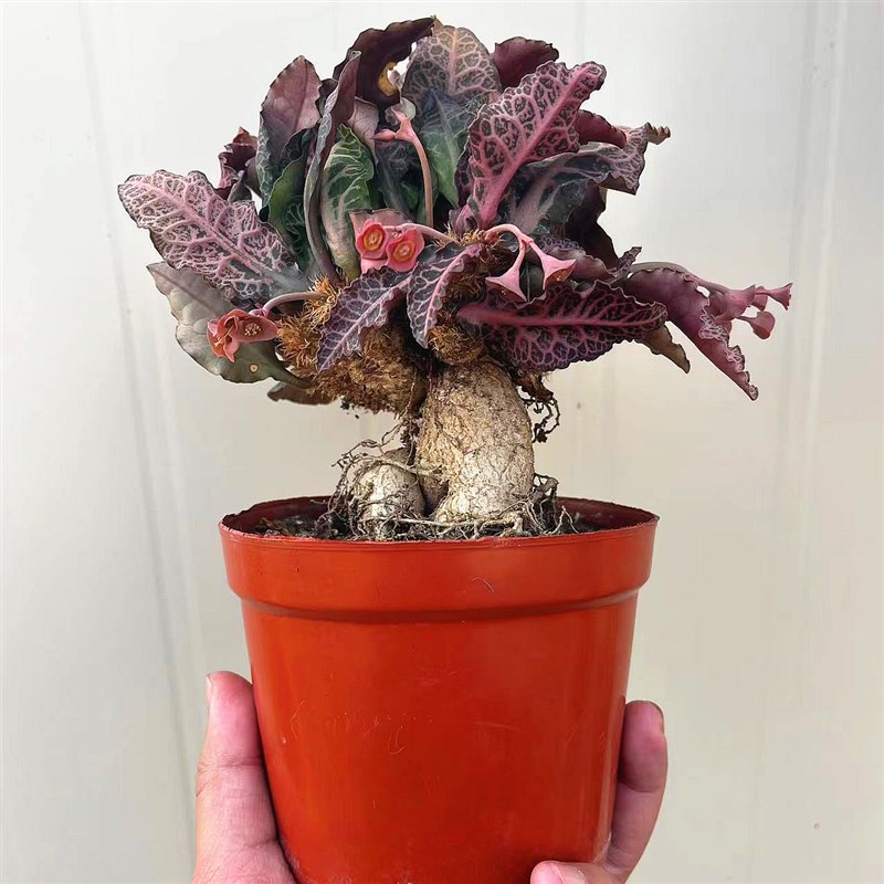 彩叶麒麟块根植物盆栽室内花卉仙人球开花仙人掌观叶多肉桌面绿植