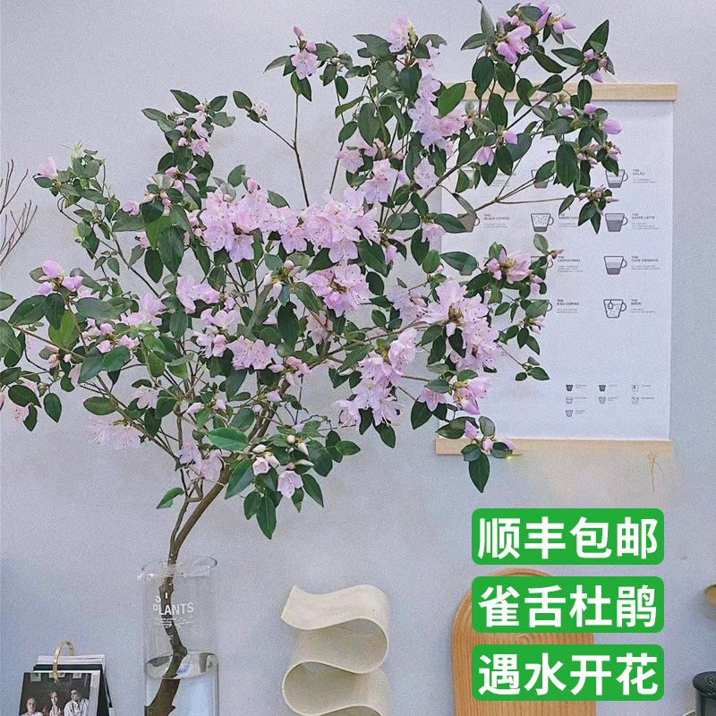 水培雀舌杜鹃植物绿切枝条盆栽室内客厅木醉马吊钟树水.养花卉鲜