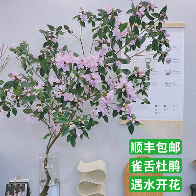 水培雀舌杜鹃植物绿切枝条盆栽室内客厅木醉马吊钟树水.养花卉鲜