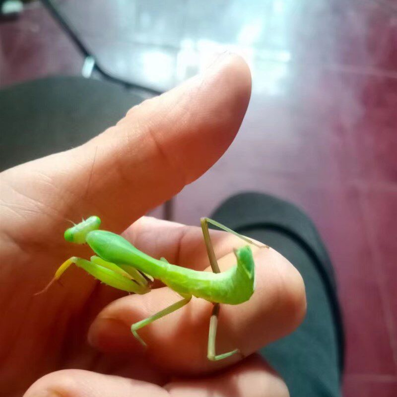 厂家澳宽螳螂活体兰花q克盾刺花眼斑圆盾幽灵绿巨魔花爬虫温顺可