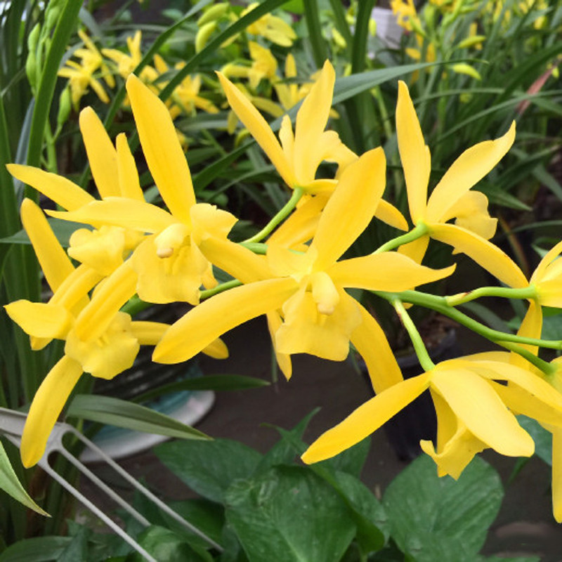 华香园兰花 黄金美人 黄色素心花  浓幽香型 室内外绿植花卉盆栽