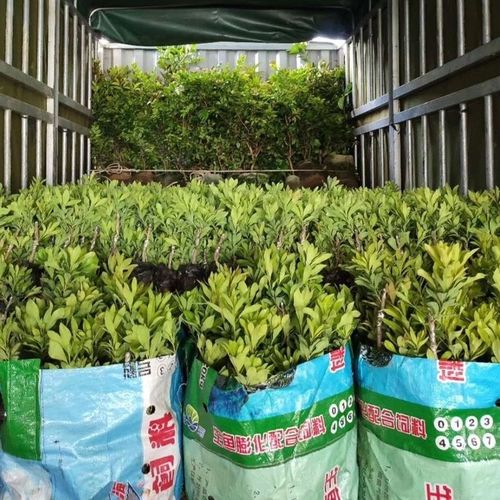 东魁杨梅黑炭杨梅杨梅苗