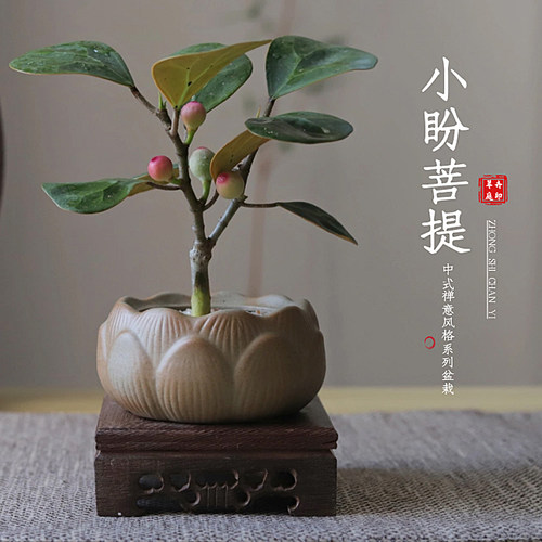 菩提树盆栽植物室内禅意盆景办公室桌面好养Q花卉情绪稳定绿^^