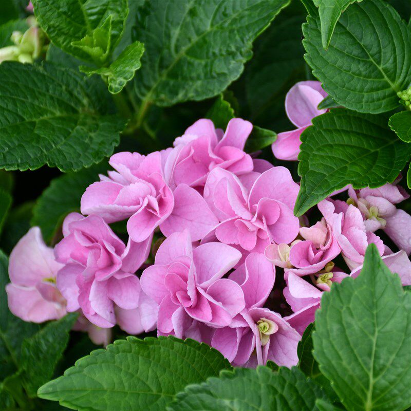 调色绣球妖精之瞳 重瓣绣球八仙花庭院阳台花卉植物盆栽小苗