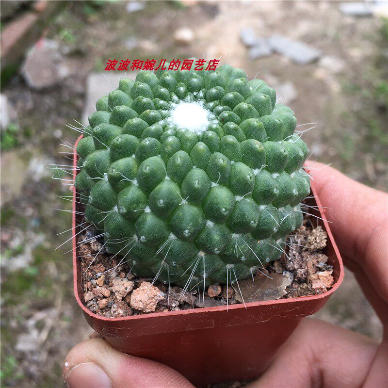 新款多肉植物无刺白珠自根仙人球室内阳台客厅吸甲醛美观开花盆栽