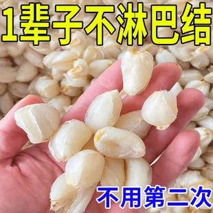 网红【最快三天】淋巴结肿大散结消散膏副乳消除腋窝颈部结节疏通