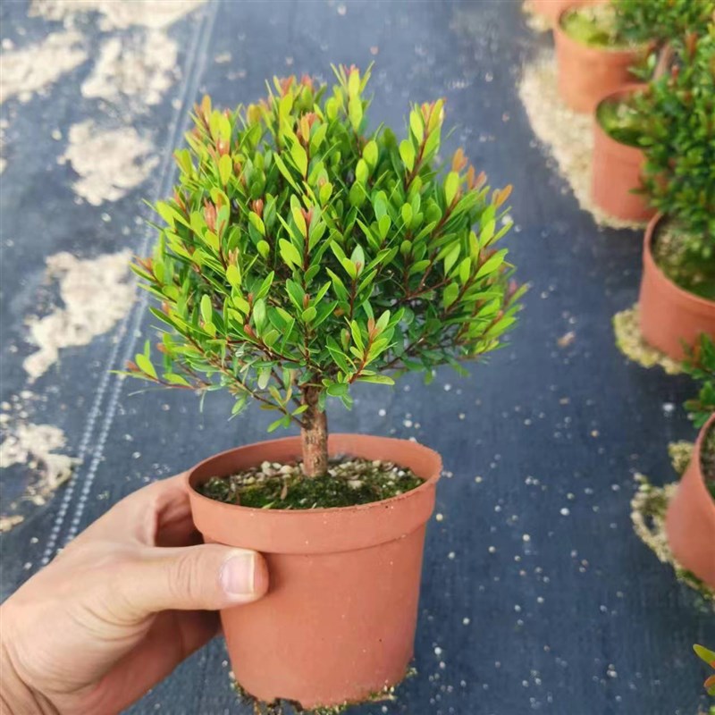 小叶赤楠盆栽六月雪金钱榕树菖蒲水陆缸微景观造景配材桌面小盆景