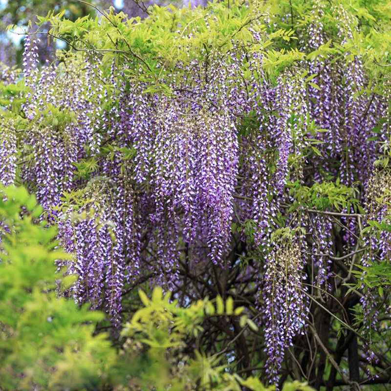 速发紫罗兰紫藤花树苗爬藤植物盆栽阳台别墅围墙屋顶紫藤萝长穗多