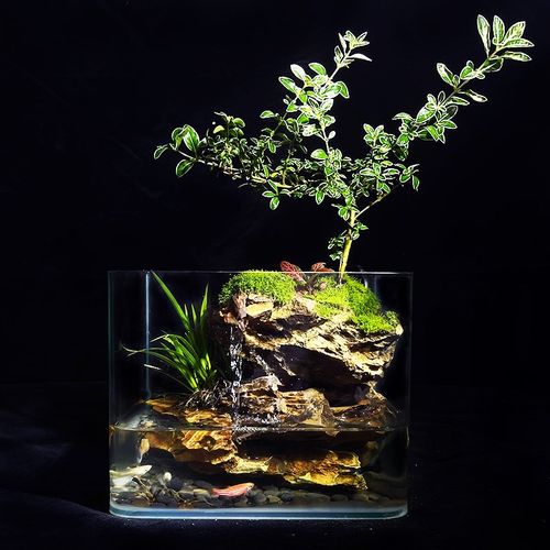 微景观六月飞雪懒人苔藓雨林缸大号办公室宿舍桌面生态瓶植物礼物