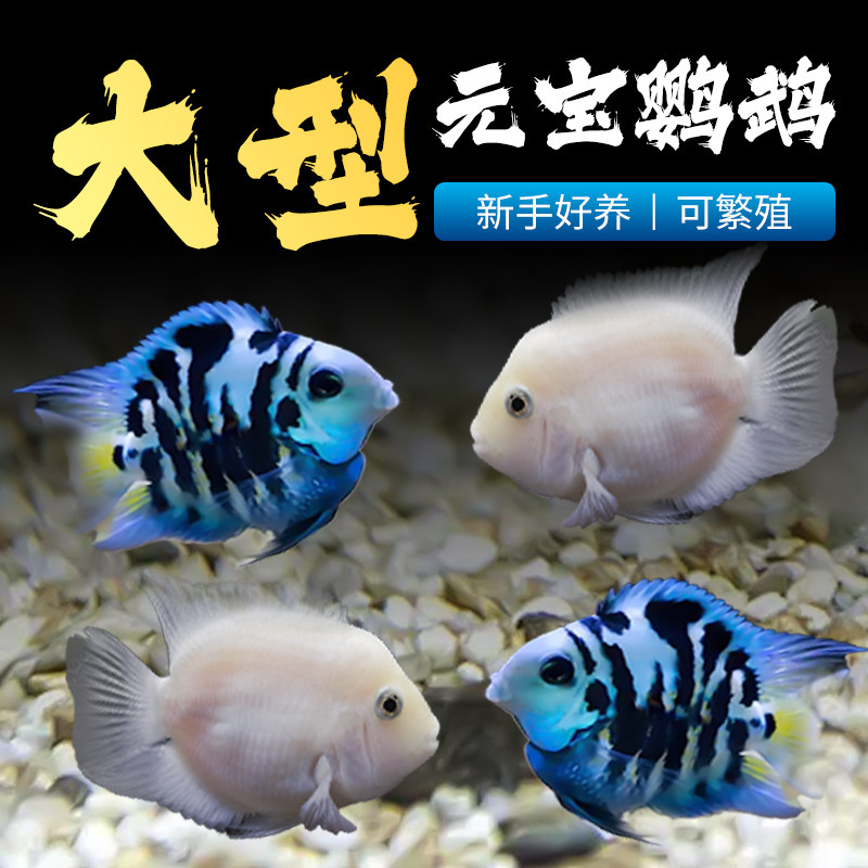 新品迷你鹦鹉鱼苗观赏鱼热带小鱼活淡水好养O耐活小型生态鱼缸鹦