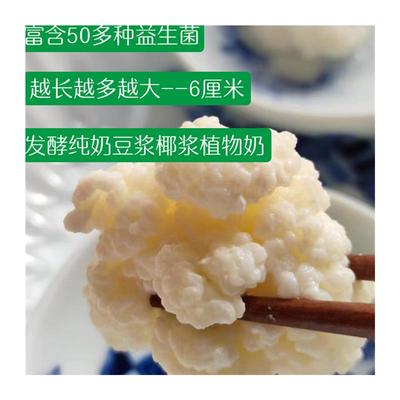 推荐开菲尔菌种非雪莲藏灵菇自制酸奶发酵豆浆椰浆首次可做两三百