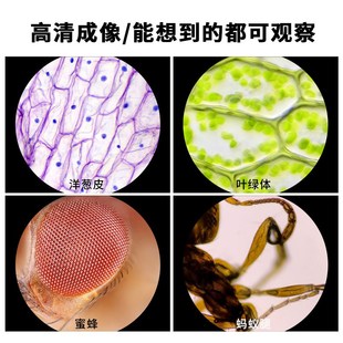 儿童显微镜便携式 益智实验玩具户外 标本套装 学生专用迷你高清新款