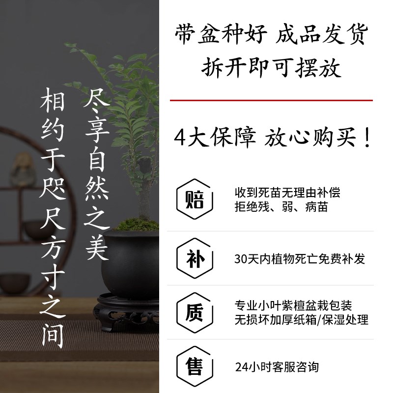 小叶紫檀盆景办公室客厅绿植树苗盆栽桌面老桩植物四季好养易活