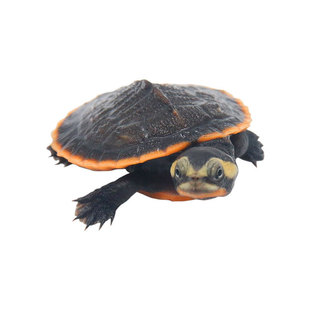 深水乌龟圆澳龟鱼缸混养龟乌龟活物龟带耳侧劲龟吃粪小热黄观赏龟