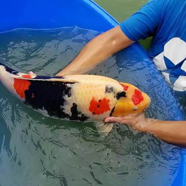 新品纯种日本昭和三n色锦鲤活体大型红白大正观赏鱼淡水招财风水