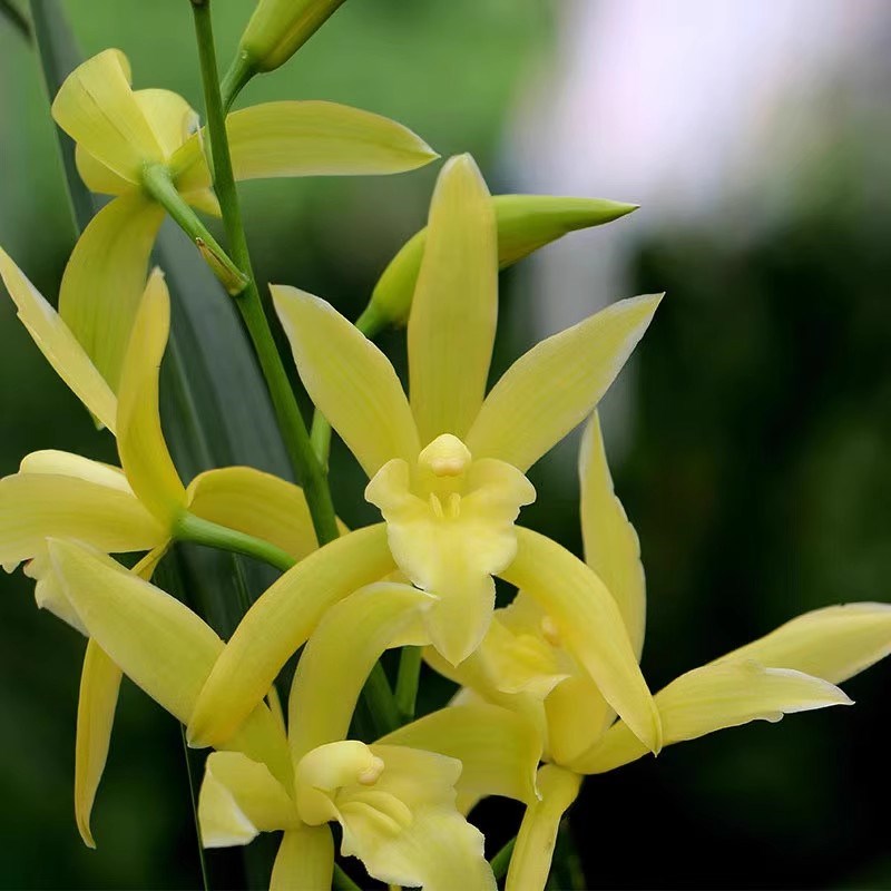 建兰-青龙冠开金黄色大花浓香型兰花大花办公室阳台客厅夏季开花