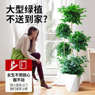 幸福树客厅盆栽大绿植室内乔迁新居除甲醛摆件高端大气上档次植物