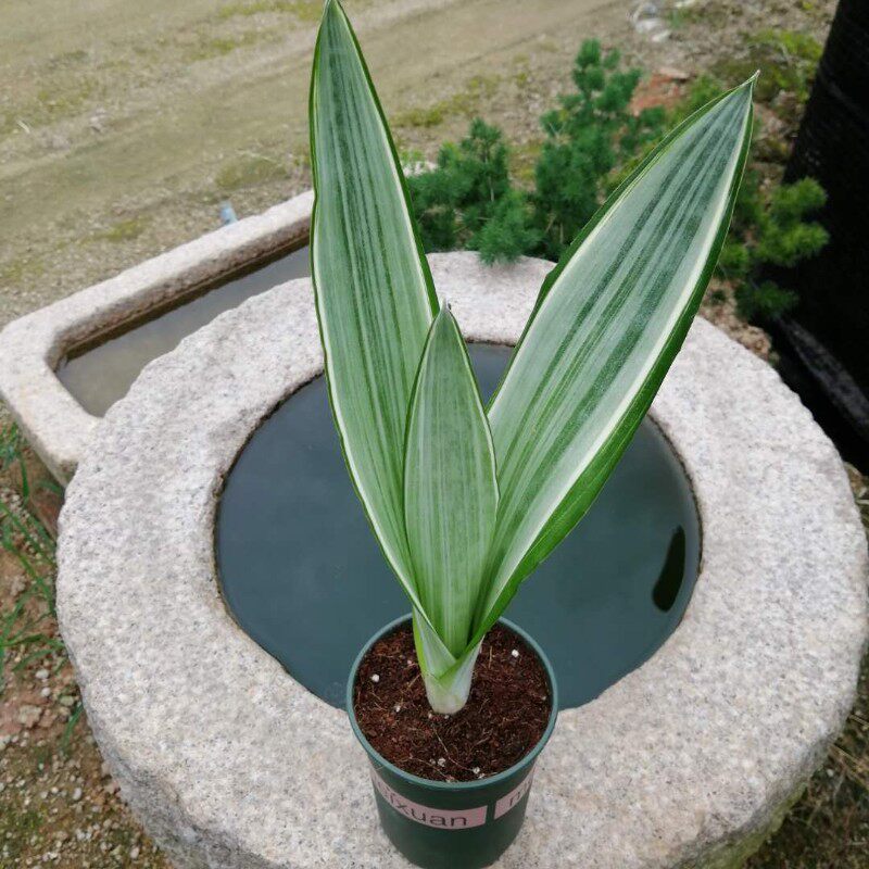 极速雪纹蓝龙蓝剑稀有虎皮兰植物吸甲醛净化空气泰国进口品种